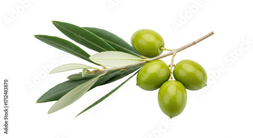 Wallpaper Mural Isolated green olives on a twig with leaves a healthy and vibrant fruit bunch in detail Torontodigital.ca