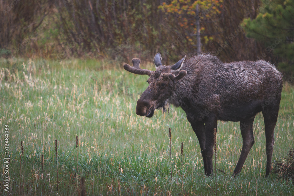 Fototapeta premium Bull Moose Eating Grass