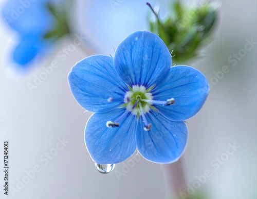 Macro Shot of a Delicate Blue Daisy Flower with Dew Drop Cinematic Hdr Botanical Photography on Soft Grey Background