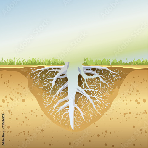 Cross Section of Plant Roots in Soil