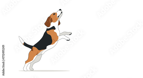 Energetic beagle dog jumps high to catch a toy.