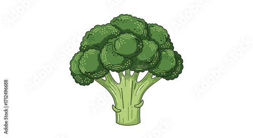 Fresh green broccoli stalk with florets ready for healthy cooking.