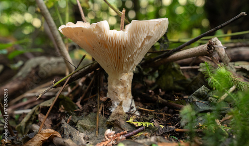 Bild auf Leinwand Fungi kingdom, macro photography of mushroom and mycelium in a forest