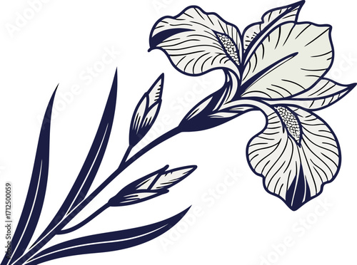 Elegant Iris Flower Line Art Illustration