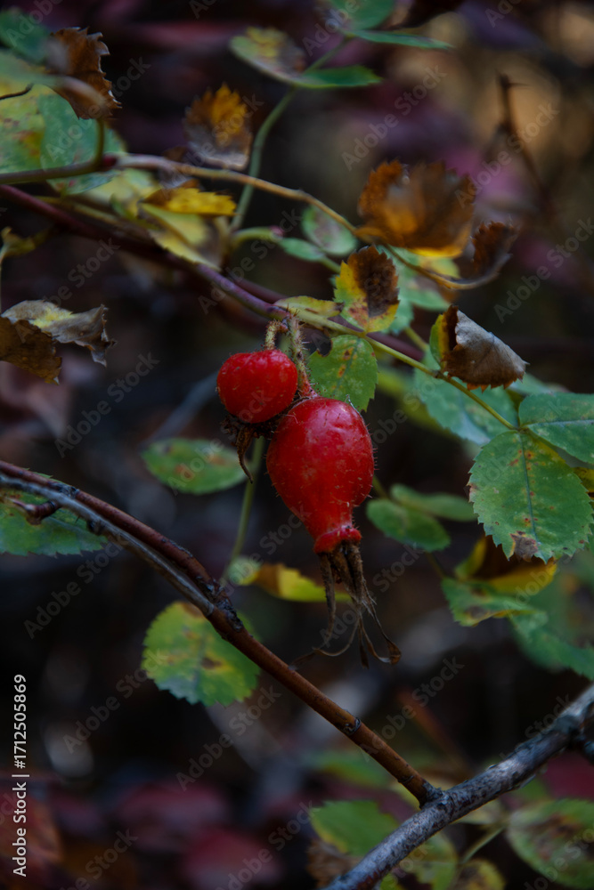 Obraz premium autumn rosehip red berries and leaves 