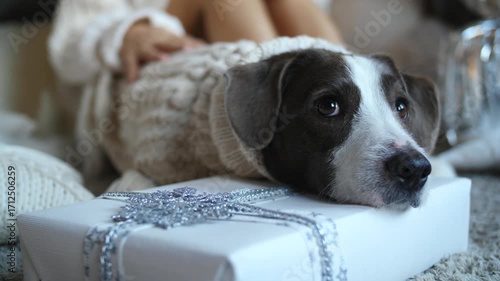 Lovely dog wearing a cozy beige sweater lies down with its head resting on a festively wrapped white christmas gift, creating a heartwarming holiday scene