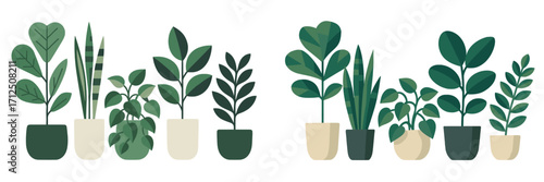 Various indoor plants arranged in decorative pots on a clean white background with different shades of green foliage