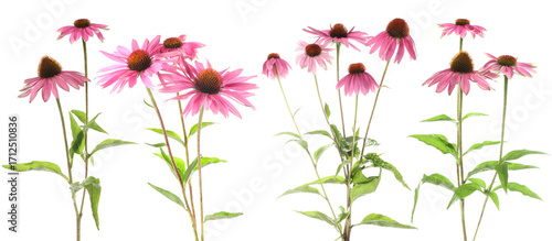 Wallpaper Mural Pink Echinacea flowers isolated on white, set Torontodigital.ca