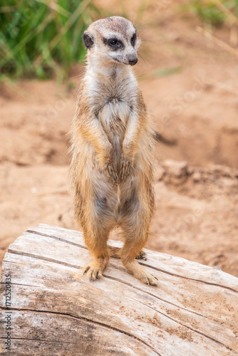 Fotomural Meerkat, Suricata suricatta, on hind legs