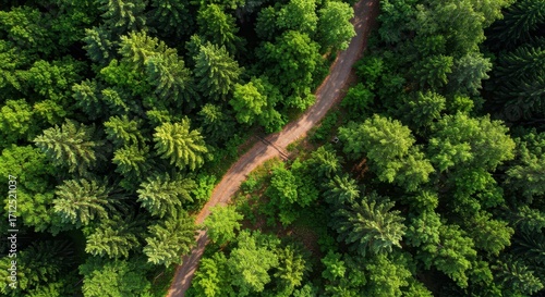 A winding path meanders through a dense forest canopy, showcasing a vibrant green landscape from above.
