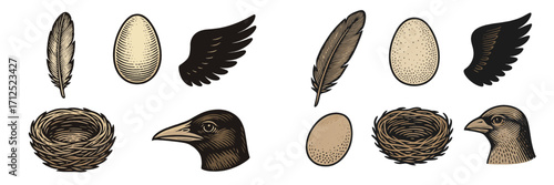 Detailed ornithological elements featuring various feathers, speckled eggs, empty bird nests, and distinct avian heads with wings