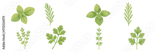 Assortment of fresh green culinary herbs featuring basil rosemary parsley and thyme botanical elements