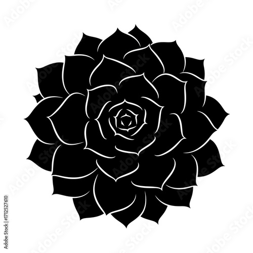 Black echeveria succulent silhouette isolated on white background