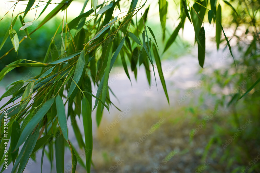 Naklejka premium Green Bamboo leaves in the garden