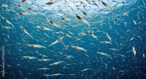 A Close-up of Krill Swimming in a Swarm in Cold Ocean Currents