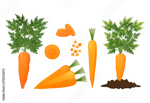 Fresh carrots growing, sliced and diced on white background