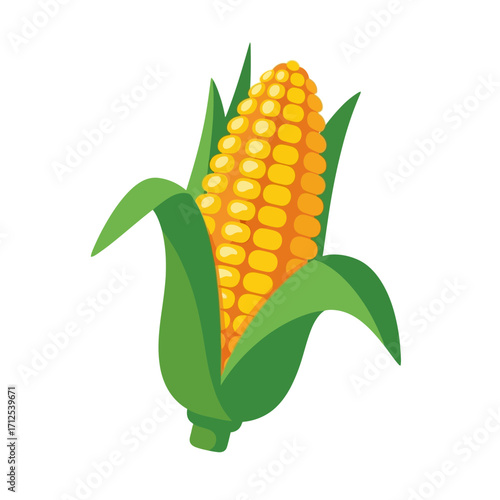 corn cobs isolated on white