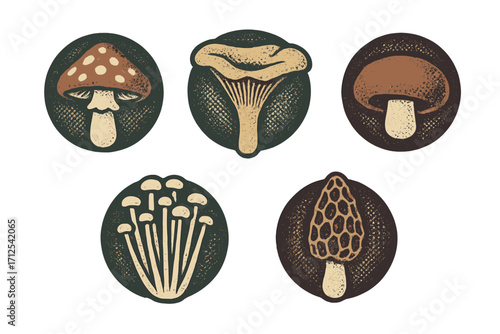 Variety of stylized mushrooms including toadstool, chanterelle, and morel in a textured graphic design