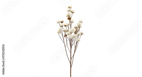 Isolated delicate light decorative flower arrangement for floral design in flower shop