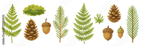 Various types of greenery including ferns, pine cones, and acorns in natural settings