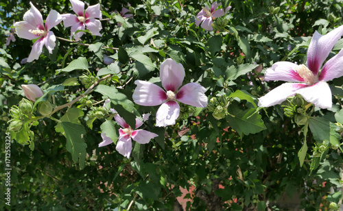 Beautiful Hibiscus Syriacus Flowers in Bloom