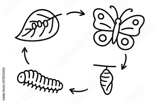 Butterfly lifecycle metamorphosis illustration. Insect transformation and growth stages. Egg, larva, caterpillar, chrysalis, pupa. Simple biology education vector icon set.