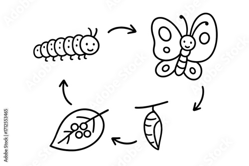 Metamorphosis and life cycle of a butterfly. Simple black and white doodle style vector cartoon illustration. From egg to caterpillar, pupa and butterfly. Transformation.