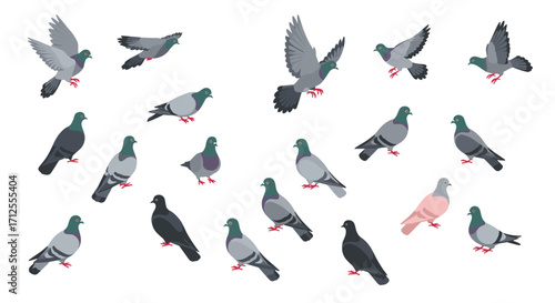 Collection of pigeons in various poses on white background