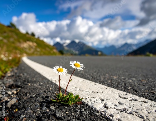 Two wildflowers beside a road, alpine scenery
