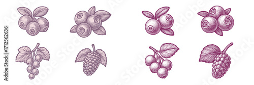 Illustration of different berries including blueberries and grapes with detailed line art design