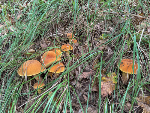 Funghi nel sottobosco a settembre