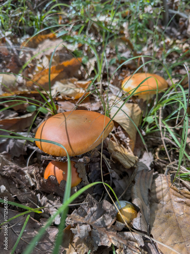 Fotografia di ovuli nel bosco
