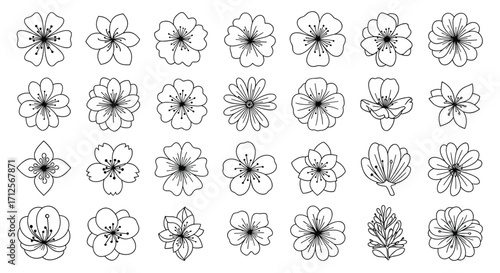A collection of hand drawn floral illustrations showcasing diverse petal arrangements and intricate details.