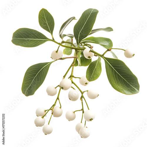 Wallpaper Mural Close-up Mistletoe Branch Showcase: Festive, Holiday, Seasonal Decoration Stock Photo Torontodigital.ca