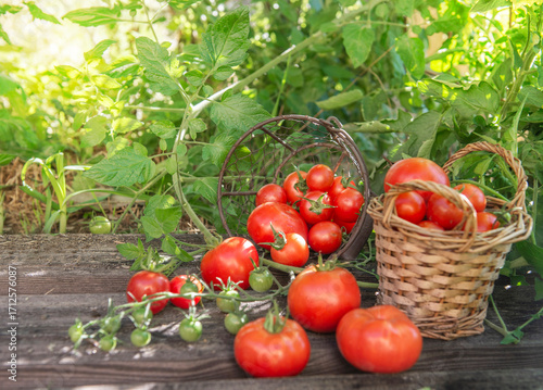 harvest of  tomatoes in a basket placed on a plank in front of  leaf  in a ve...