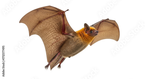 Isolated Rufous horseshoe bat in flight, mammal with outstretched wings ready to fly
