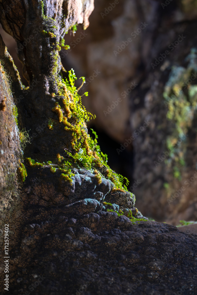 Obraz premium Vegetation growing on speleothem inside cave