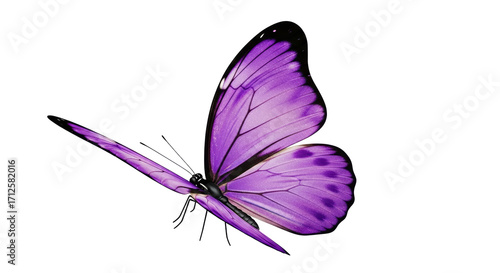 Isolated purple butterfly with black edges standing out to fly in spring on a light backdrop