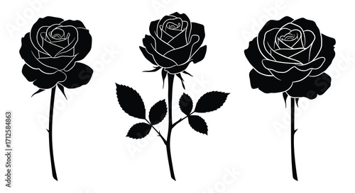 Three elegant roses in a striking black and white silhouette