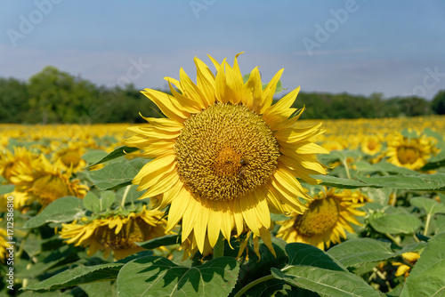 A close-up captures a sunflower in full bloom, surrounded by a vibrant field on a sunny day.
