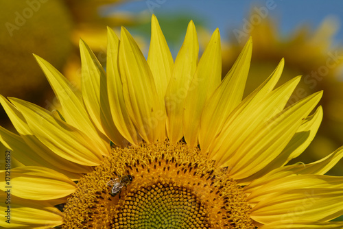 A vibrant sunflower with a bee, bathed in bright sunlight, close-up view.