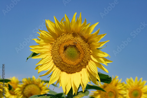 Vibrant sunflower in full bloom against a clear, bright blue sky in the summer sun.