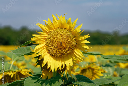 A beautiful sunflower stands tall among a field of golden blooms under a clear sky.