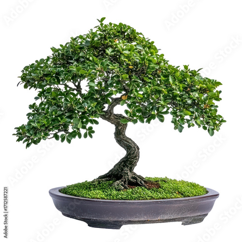 A bonsai tree with green leaves in a round pot on a transparent background