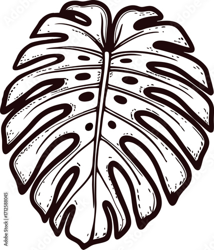Hand drawn monstera deliciosa leaf isolated on white background vintage botanical line art illustration