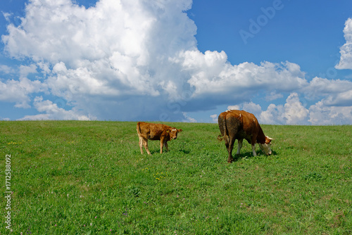 Two brown and white cows graze peacefully on a grassy hillside under a bright blue sky with puffy white clouds.