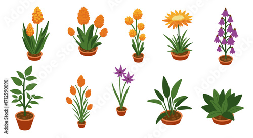 Colorful potted plants collection featuring various flowering species