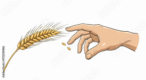 Ear of wheat held to release seed with human hand showing harvest, growing grains. Ear of wheat, a nutritious grain, ready to sow, to germinate and grow into crop.