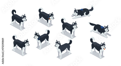 Isometric husky dog variations: playful and standing poses