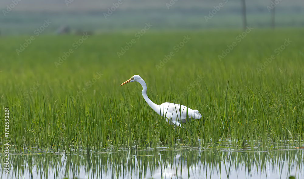 Obraz premium Egret in Paddy field